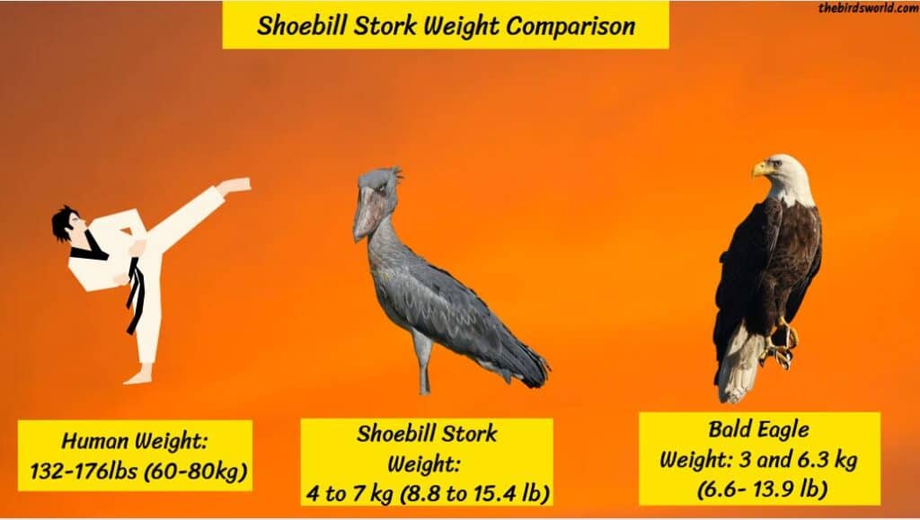 Shoebill Stork Size