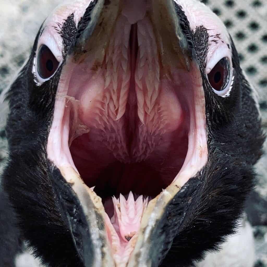 Inside Penguins Mouth