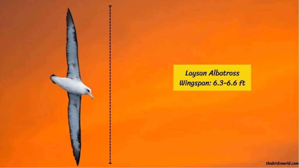 Wingspan Of Albatross
