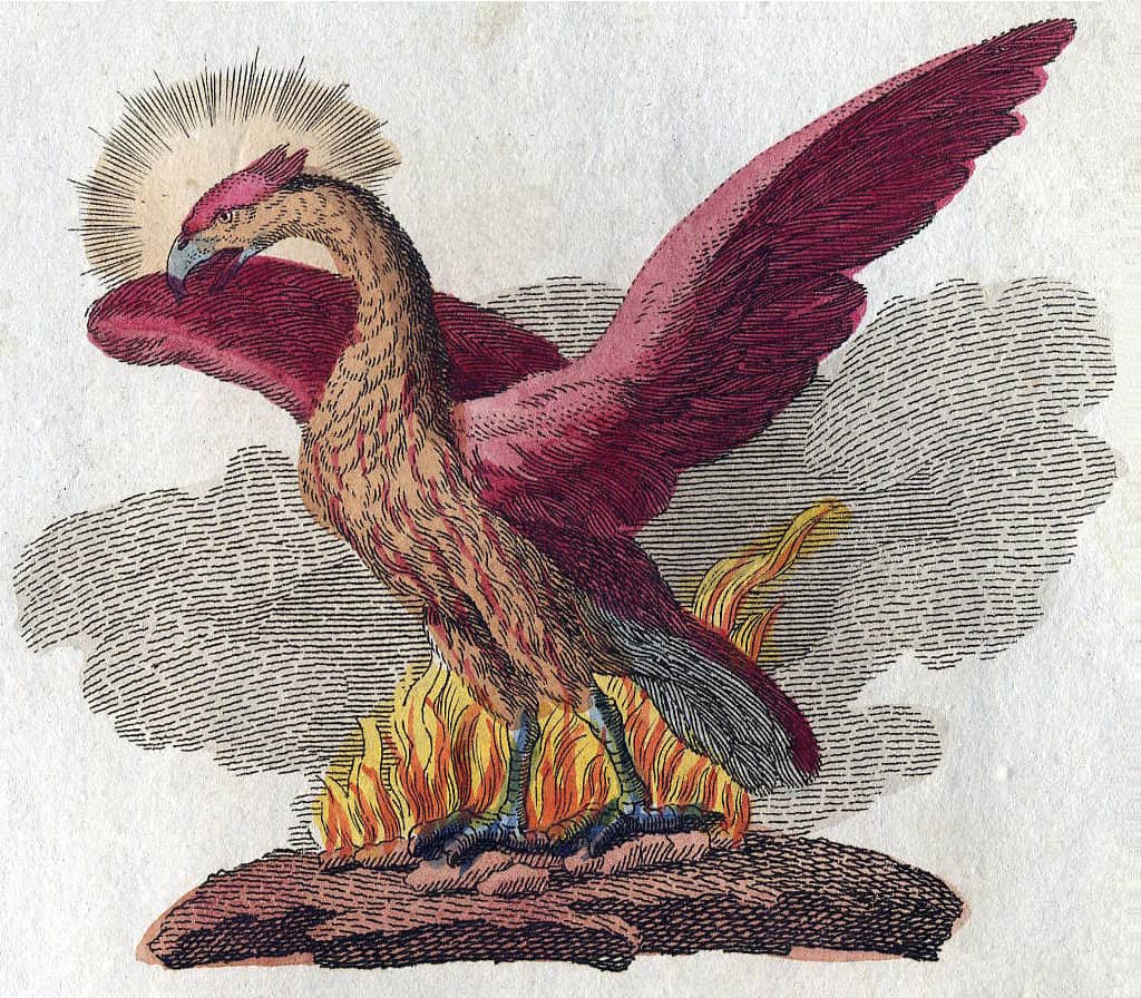 Is Phoenix A Bird Or Myth