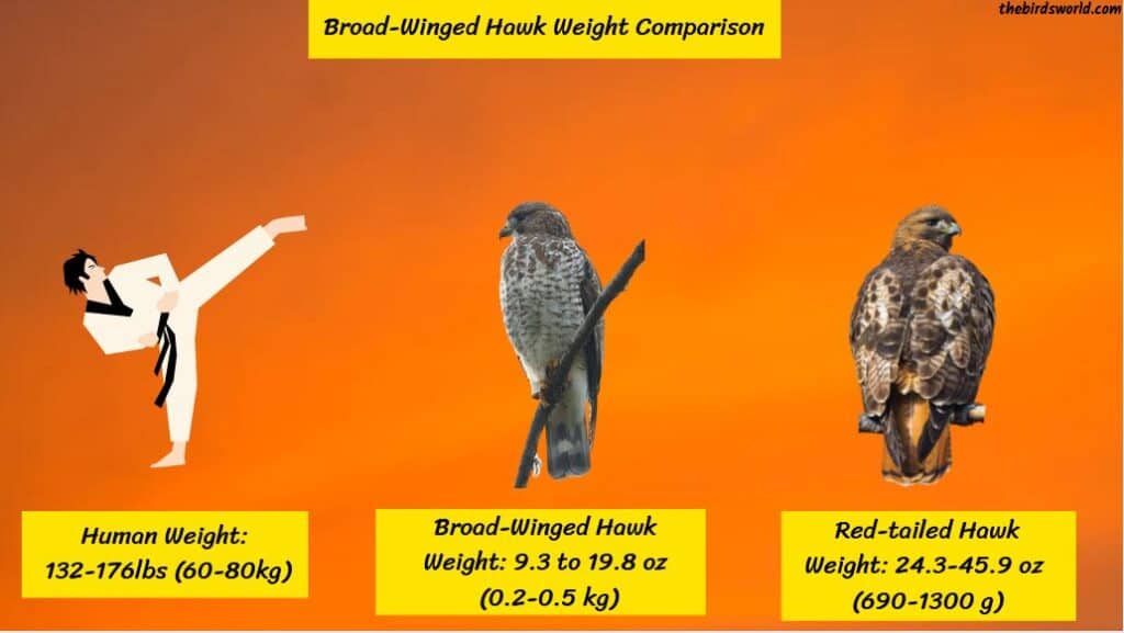 Broad-Winged Hawk Size