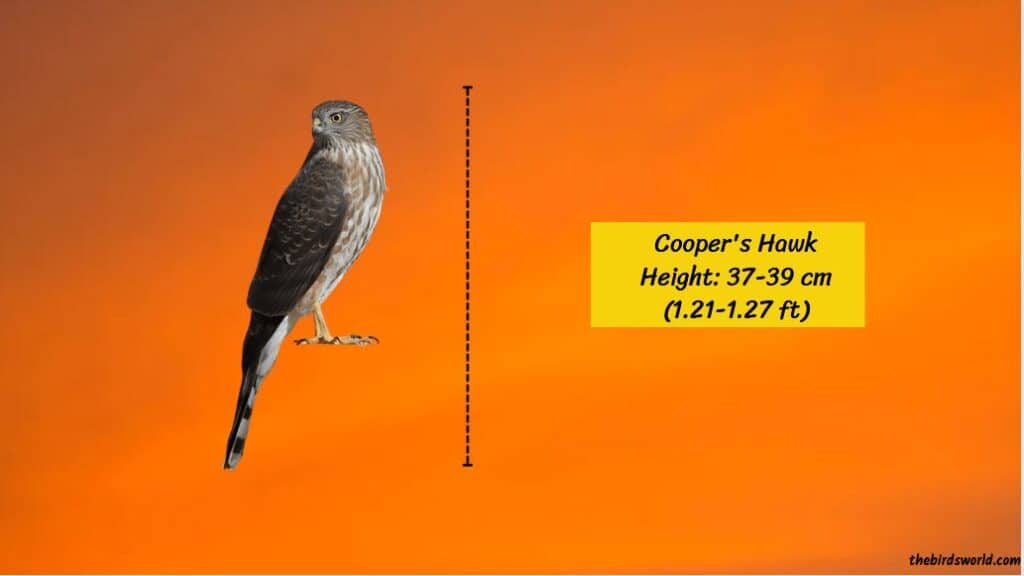 Cooper's Hawk Size