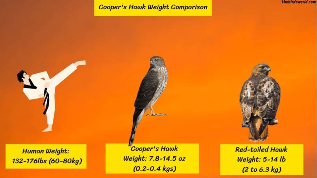 Cooper's Hawk Size