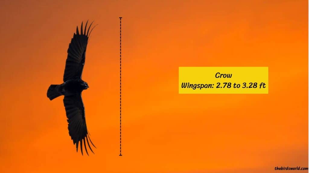 Crow Size