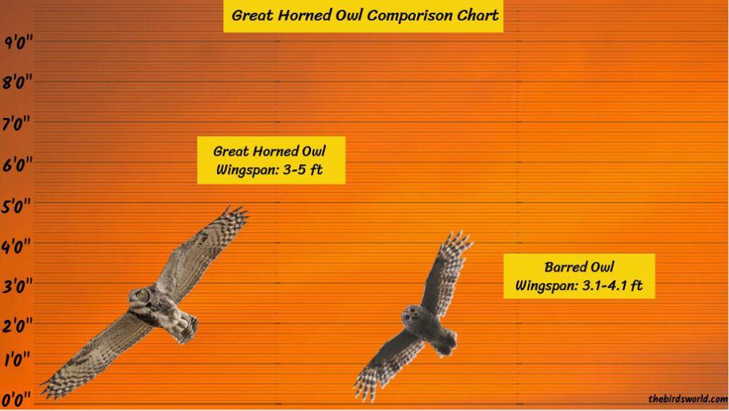 Great Horned Owl Wingspan