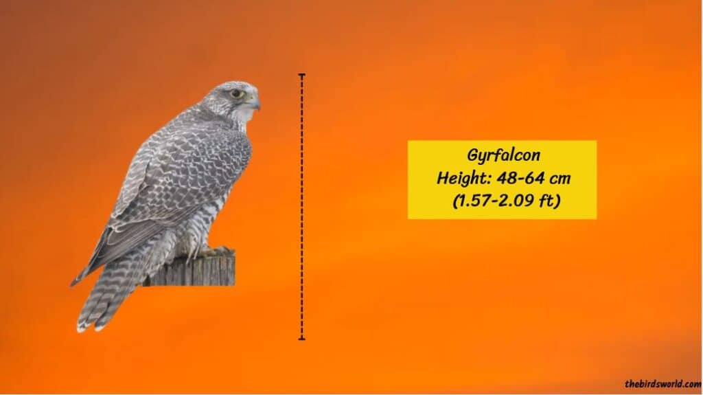 Gyrfalcon Size