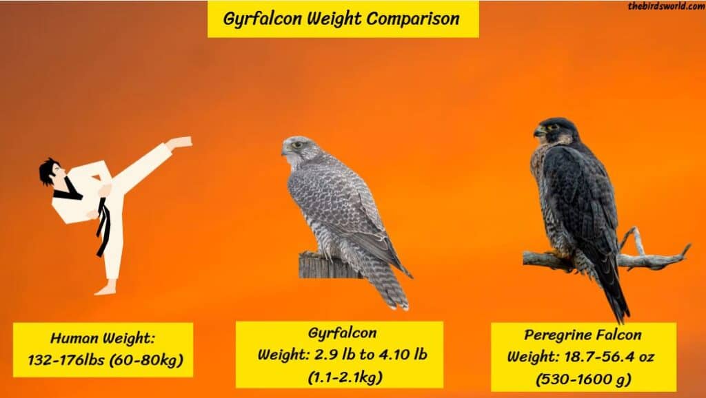 Gyrfalcon Size