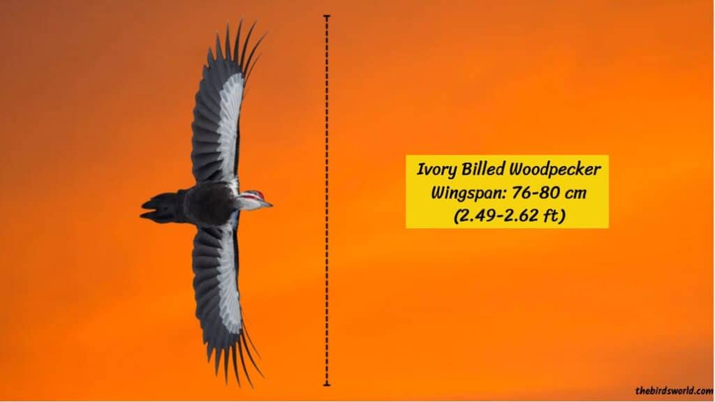 Ivory-Billed Woodpecker Size