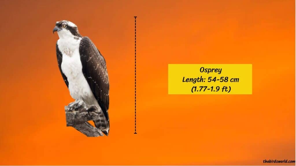 Size Of Osprey