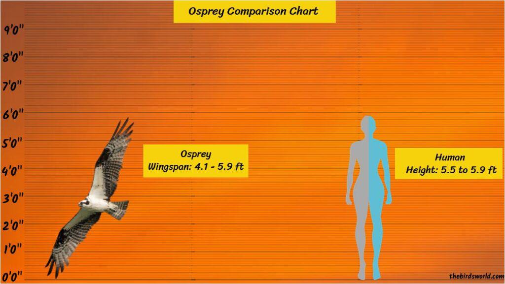 Size Of Osprey