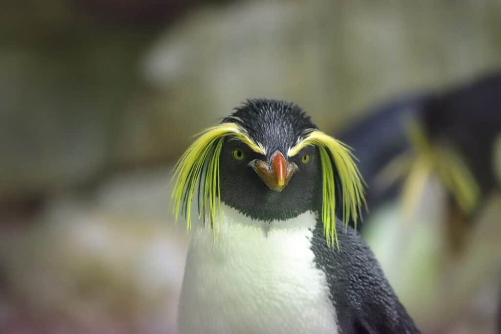 Penguins With Yellow Hair
