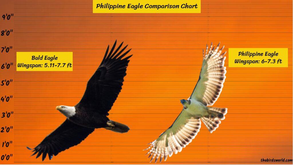 Philippine Eagle Wingspan