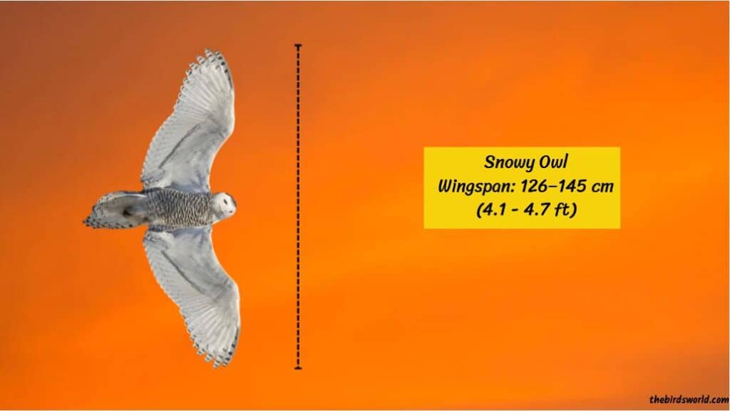 Snowy Owl Wingspan